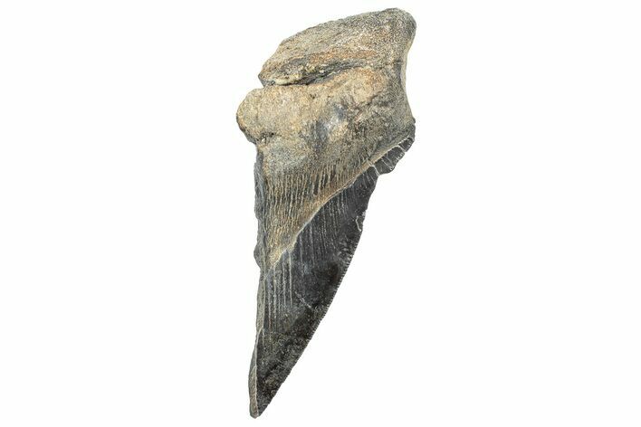 Partial, Fossil Megalodon Tooth - South Carolina #327719